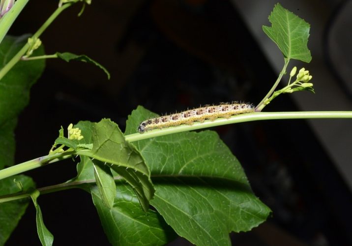 Cabbage butterfly larva on a black mustard plant (Erik Poelman).